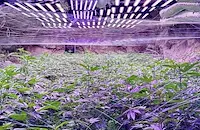 Разкриха огромна наркооранжерия в бивша мина до Кюстендил