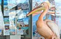 Зоопаркът във Варна отрече да е прибрал розовия пеликан Стойчо