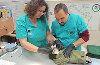 Д-р Руско Петров: Ако имаше наказани бракониери, нямаше да правим протези за орли