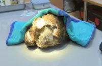 Ампутираха крака на прострелян край Русе застрашен орел