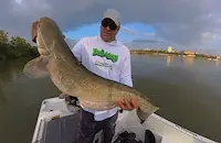 Рибари вадят едри сомове от студените води на Дунав