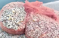 Заловиха бракониер със 150 килограма бяла мида край "Елените"