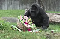 Най-възрастната горила в света навърши 69 години