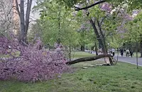 Силният вятър събори дърво в Парка на младежта в Русе