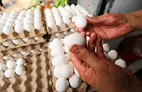 Родни птицевъди спасяват бизнеса с масов износ в Европа