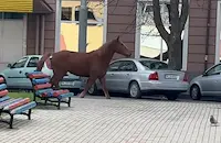 Уплашен кон препуска сред колите в Перник