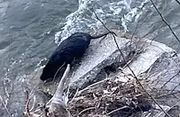 Придошлата река Чая докара екзотични нутрии в Асеновград