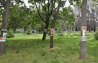 Облякоха в прежда близо 20 дървета в Русе