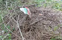 Зарязани от две години клони гният в квартал "Родина"