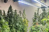 Полицията разби нарколаборатория за отглеждане на марихуана в Бреница