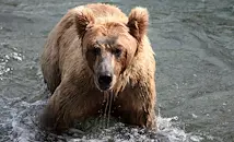 Кафява мечка обикаля около язовир "Кричим"