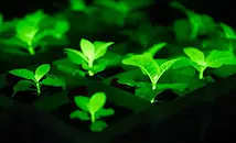 Учени създадоха светещи растения с гени от светулки