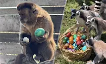Животните в Бургас получиха великденски яйца
