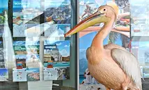 Зоопаркът във Варна отрече да е прибрал розовия пеликан Стойчо