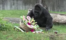 Най-възрастната горила в света навърши 69 години