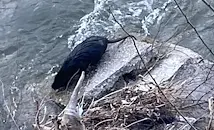 Придошлата река Чая докара екзотични нутрии в Асеновград