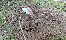 Зарязани от две години клони гният в квартал "Родина"