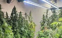 Полицията разби нарколаборатория за отглеждане на марихуана в Бреница