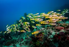 Мащабна експедиция проучи дълбините на Коралово мореМорски изследователи идентифицираха над
