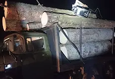 Откриха над 9 кубика смърч при среднощна акцияГорски инспектори от