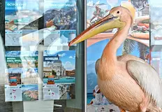 Талисманът на морската столица липсва експерти предполагат закъсняла пролетна миграцияВарненският