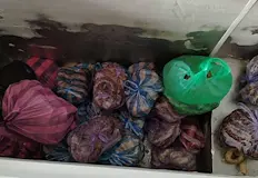 Пращат в екарисаж над 250 килограма нелегално месоБългарската агенция по
