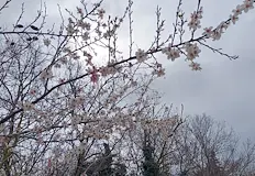 Облаци закриват небето над Северозападна БългарияСлънчево и приятно пролетно време