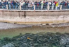 Рибната биомаса в реката скочи двойно за пет годиниДокато България