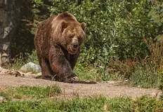 Жителите на село Анарахи настояват за спешни меркиКафява мечка навлезе