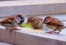 Данните се въвеждат в онлайн платформа на сайта birds bgБългарското дружество