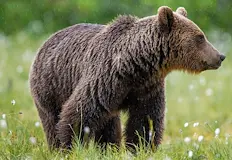 Експерти от WWF отчитат скъсена дистанция и предупреждават за реактивни
