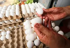 Птицевъди масово изнасят продукция заради натиск от търговцитеСлабо търсене на