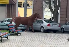 Животното обикаля улиците в миньорския град без стопанинУплашен кафяв кон