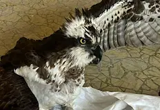 Рядката птица замина за лечение в Зелени балкани Експерти на РИОСВ