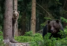 Хищниците разкъсаха добитъка на стопани в община ДевинКафявите мечки в