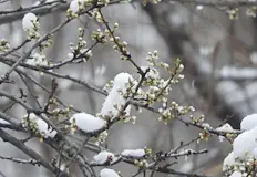 Снежната покривка няма да се задържиВ Деня за размисъл преди