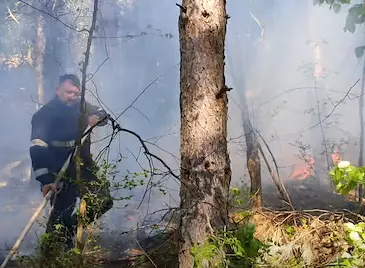 Паднал върху далекопровод бор запали гора в Русенско