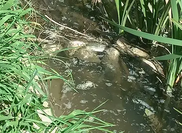 Стотици мъртви риби изплуваха в езерото "Липник"