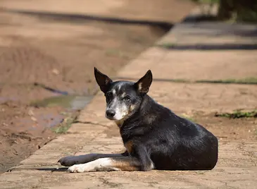Глутница кучета нахапаха дете в Обретеник