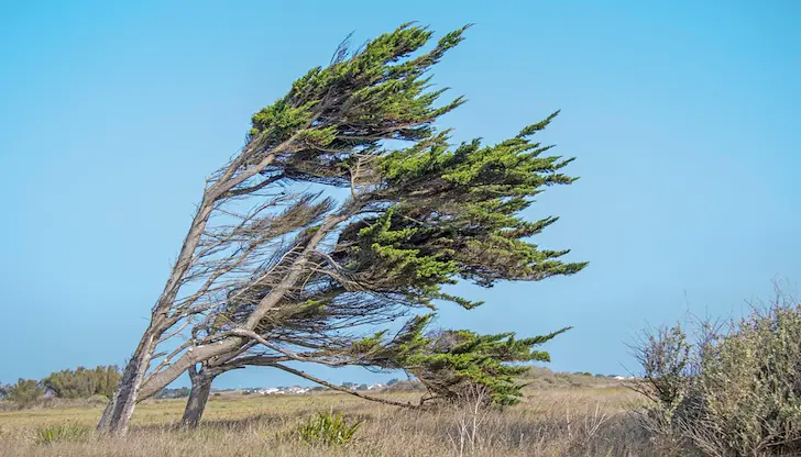Гражданите трябва да внимават за падащи клони и летящи предмети Гражданите трябва да внимават за падащи клони и летящи предмети