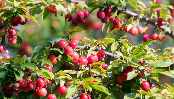 Вносът от топлите страни държи абсурдни цени преди родната реколта