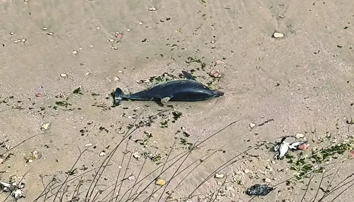 Над 300 птици и 9 делфина се удушиха в рибарски мрежи Над 300 птици и 9 делфина се удушиха в рибарски мрежи