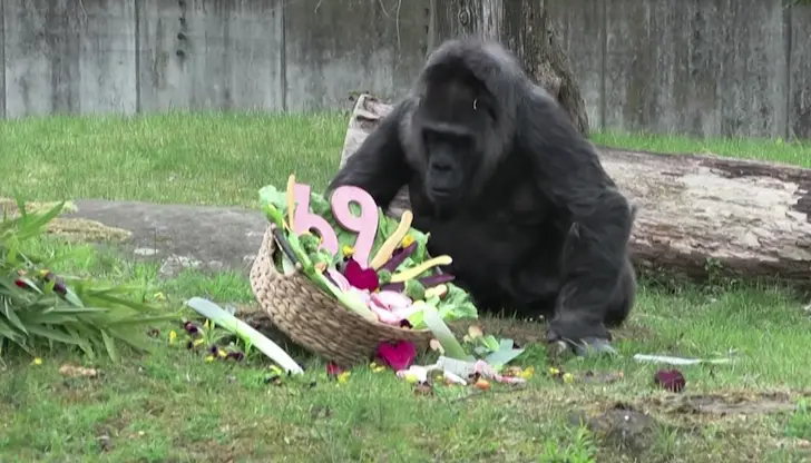 Фату отпразнува достолепната си възраст в Берлин със специално вегетарианско меню