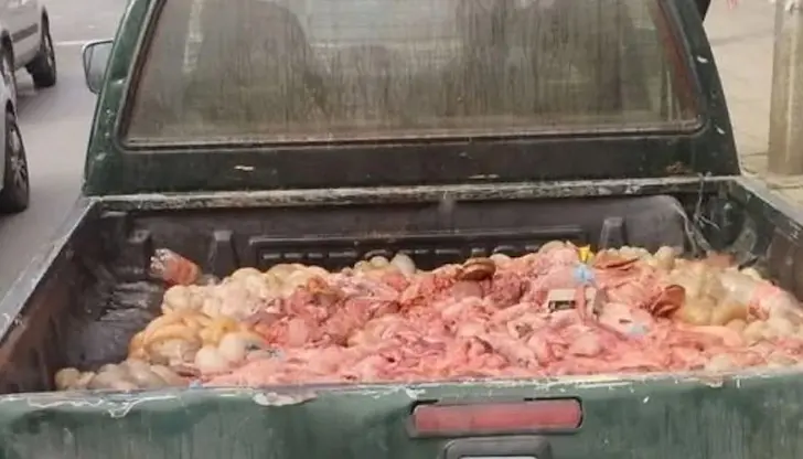 Заловиха шофьора, събирал органи от поляна за кучетата си Заловиха шофьора, събирал органи от поляна за кучетата си