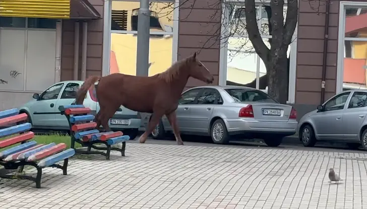 Животното обикаля улиците в миньорския град без стопанин