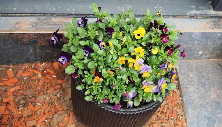 Хиляди българи с имена на растения посрещат празника Хиляди българи с имена на растения посрещат празника