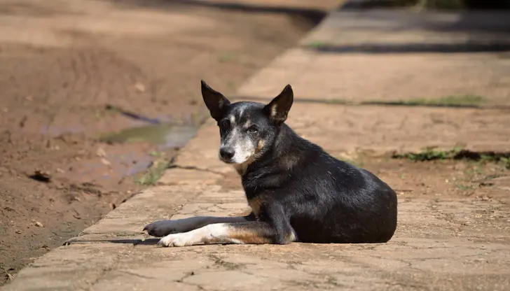 Кандидатите трябва да имат опит в статистиката или ветеринарната медицина Кандидатите трябва да имат опит в статистиката или ветеринарната медицина