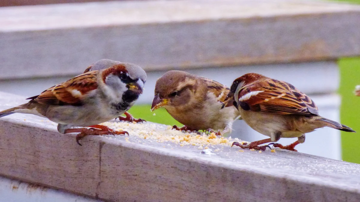 Данните се въвеждат в онлайн платформа на сайта birds.bgБългарското дружество