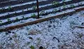 Градушка порази реколтата в село Желю войвода