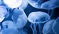 Морето изхвърли хиляди медузи край Кушадасъ